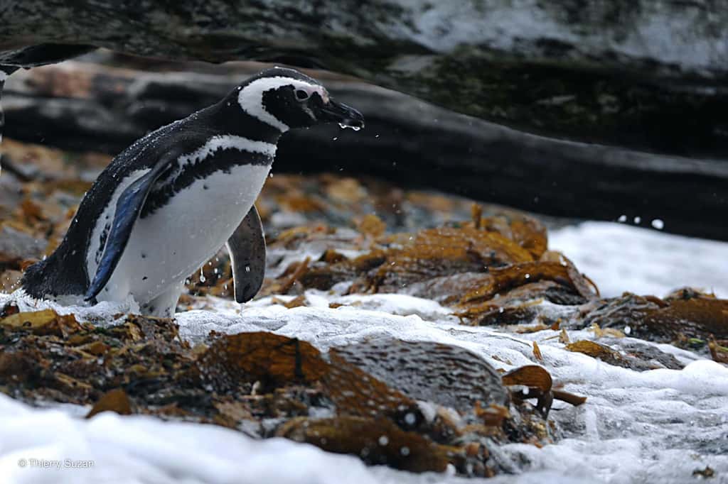 Les manchots de Magellan, présents sur les rivages de la Patagonie, vivent en colonies où chaque mouvement semble rythmé par une parfaite organisation sociale. Leur présence, symbole de l’adaptabilité des espèces aux conditions difficiles, fait de cette région un lieu de biodiversité exceptionnelle. Manchot de Magellan © Thierry Suzan - Tous droits réservés